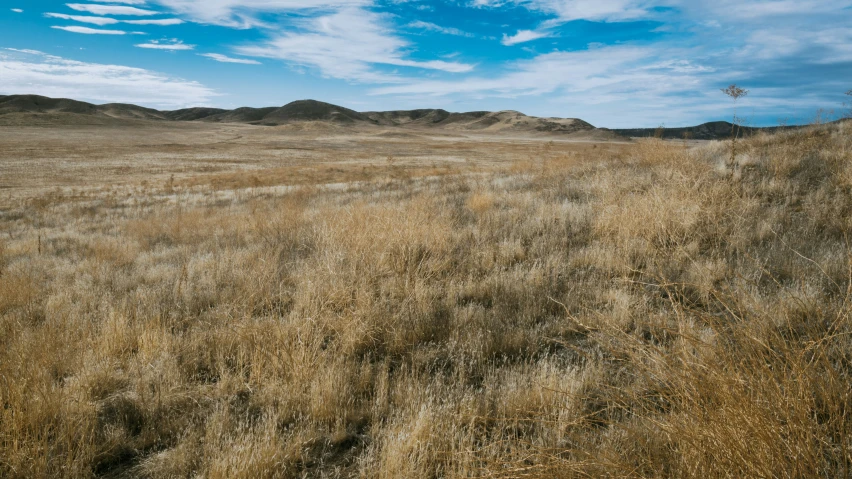 a lone tree stands alone in the middle of a barren field