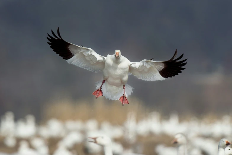 a white and black bird with red legs on the ground