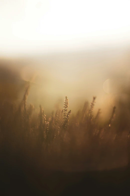 close up of grass with bright light coming from behind