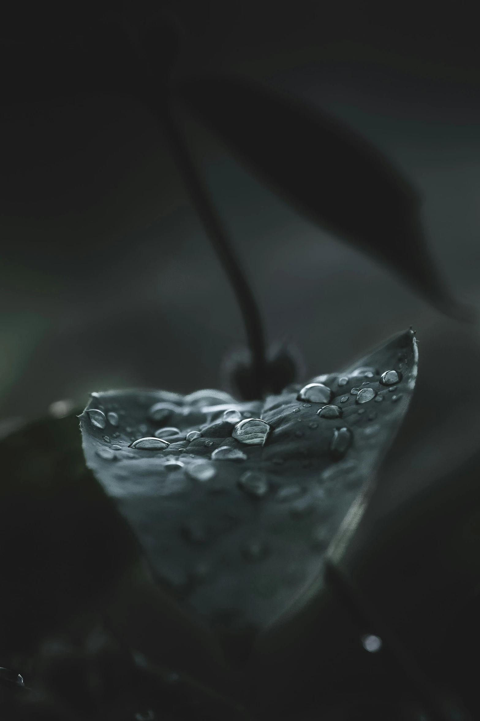 a black and white image of water droplets on the surface