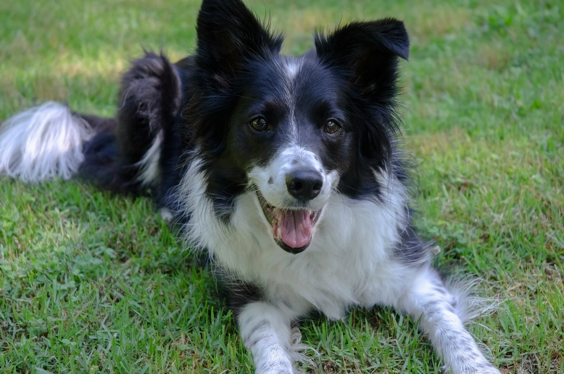 a happy dog smiles while laying on the grass