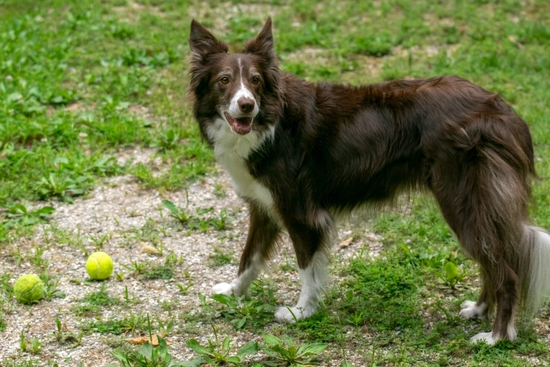 dog standing with three balls in its mouth