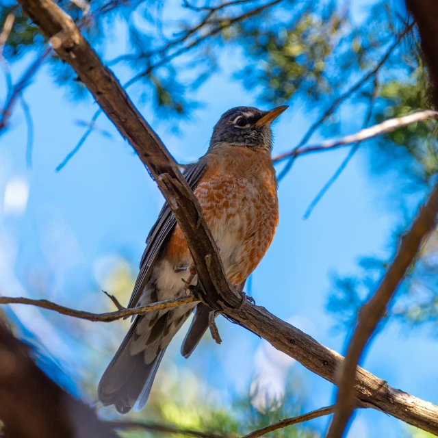 a brown, orange, and black bird sitting on top of a tree nch