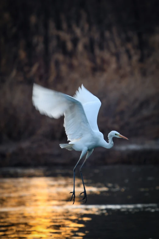 a white bird flying above a body of water