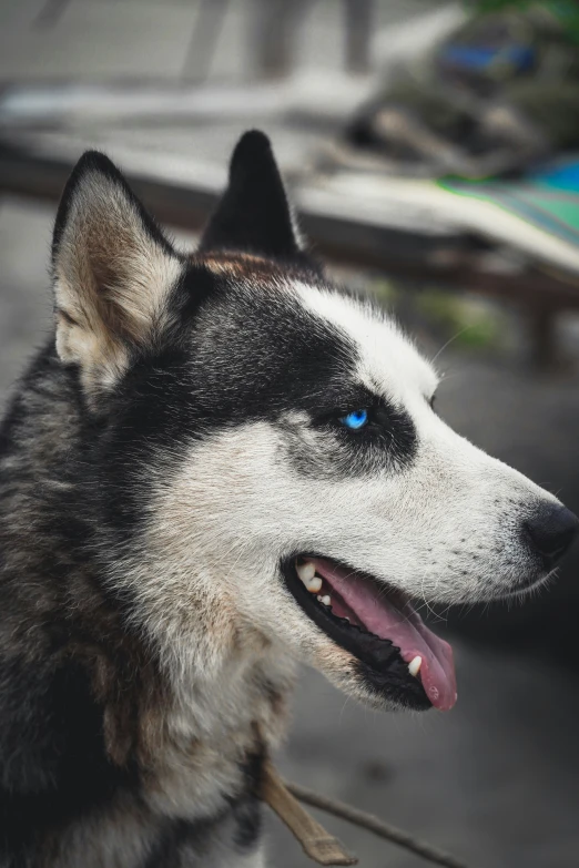 a husky dog is looking away from the camera