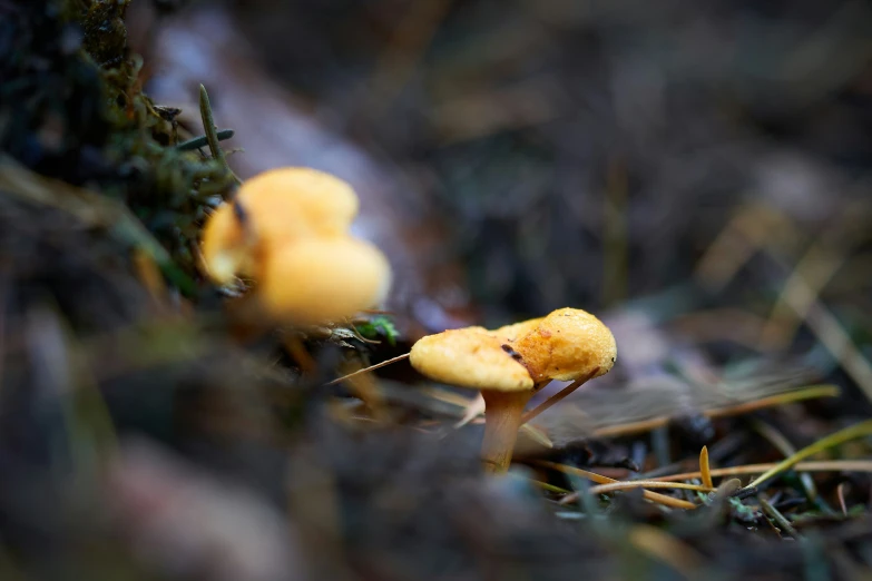 two mushrooms are sitting on the ground near each other