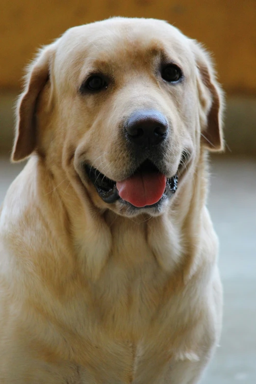 a closeup po of a big dog that has its tongue out