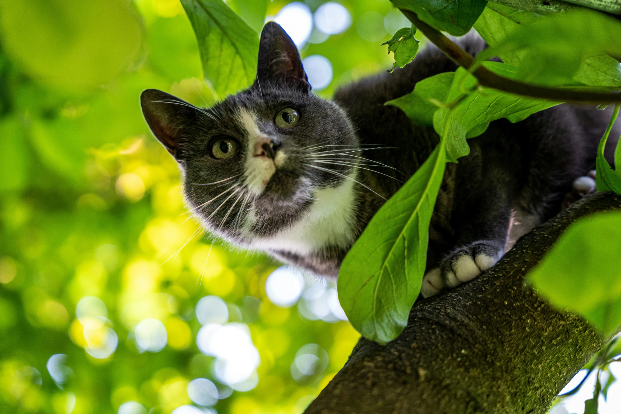 cat climbing up the side of a tree to look up