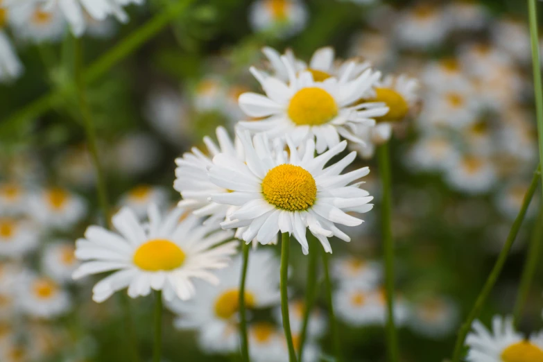 a close up view of flowers that are all white