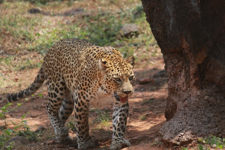 a lone leopard near the edge of a tree