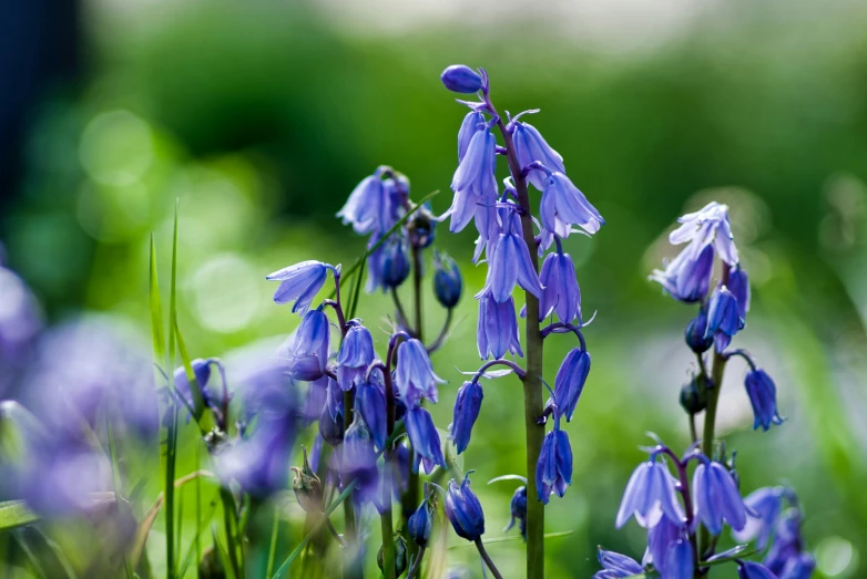 many blue flowers with green leaves in the background