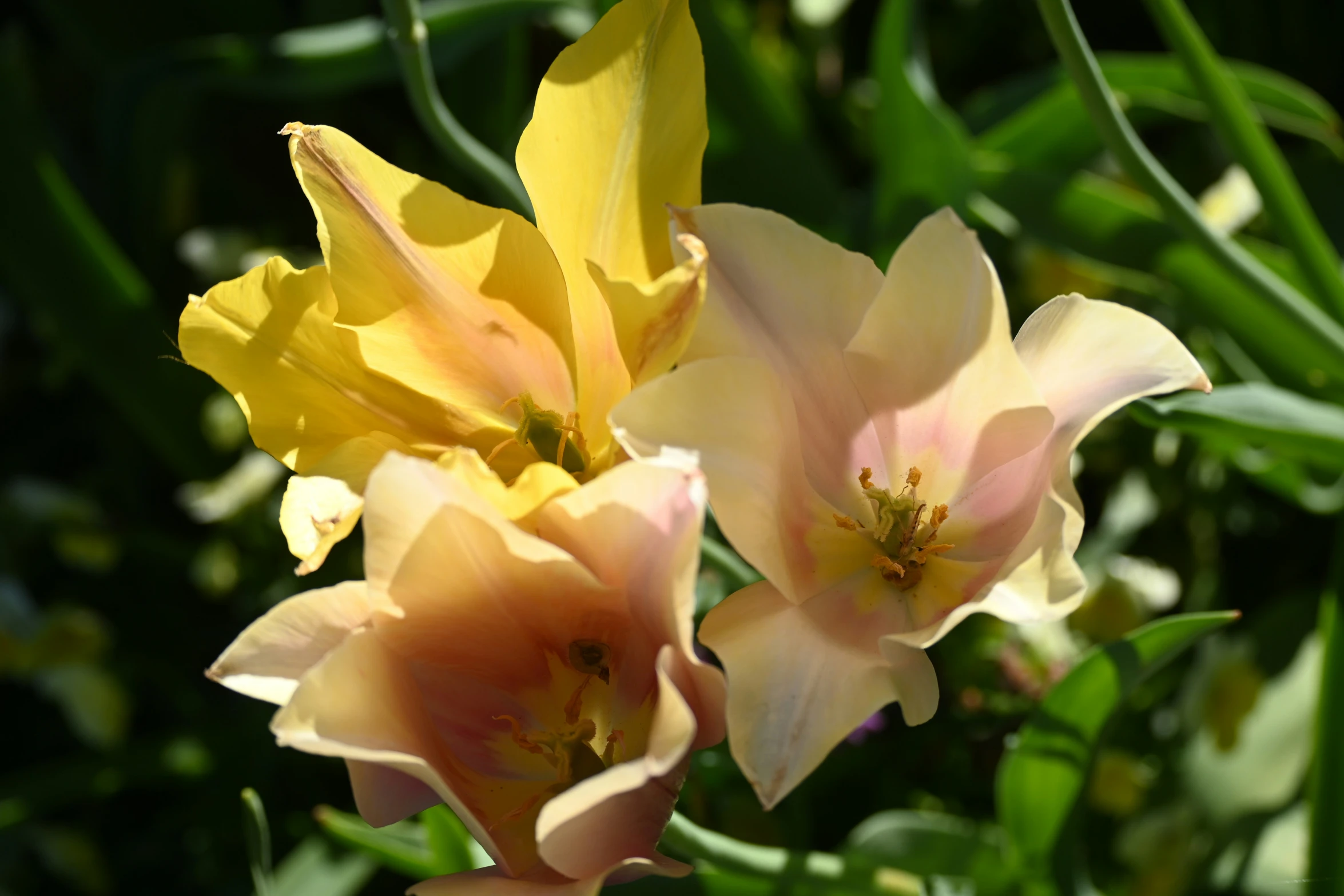 two yellow and pink flowers surrounded by leaves