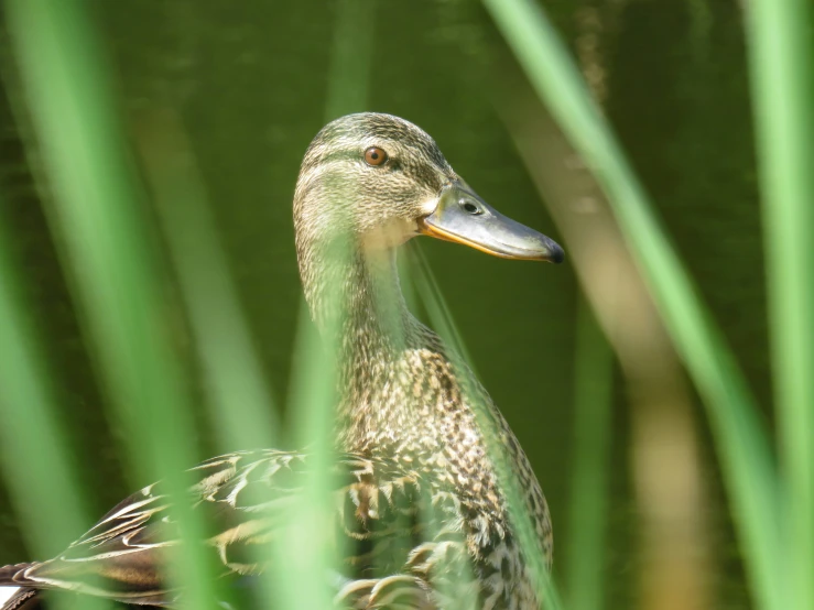 the duck is standing alone among the long green grass