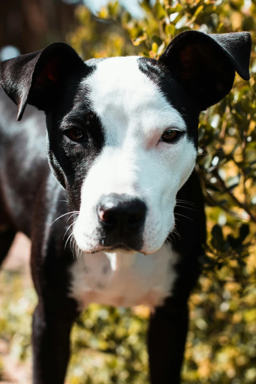 a black and white dog standing on a field of bushes