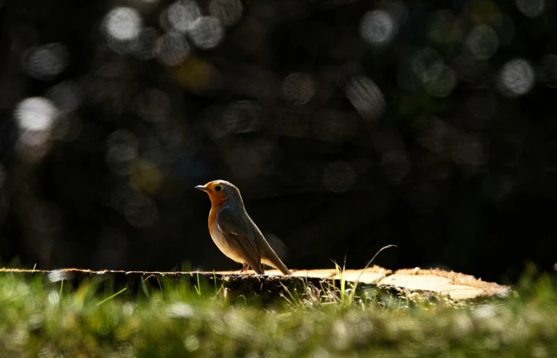 a small bird sitting on a nch in a forest