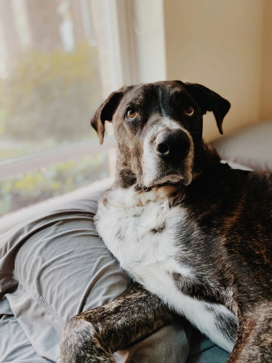 there is a dog laying down on a bed