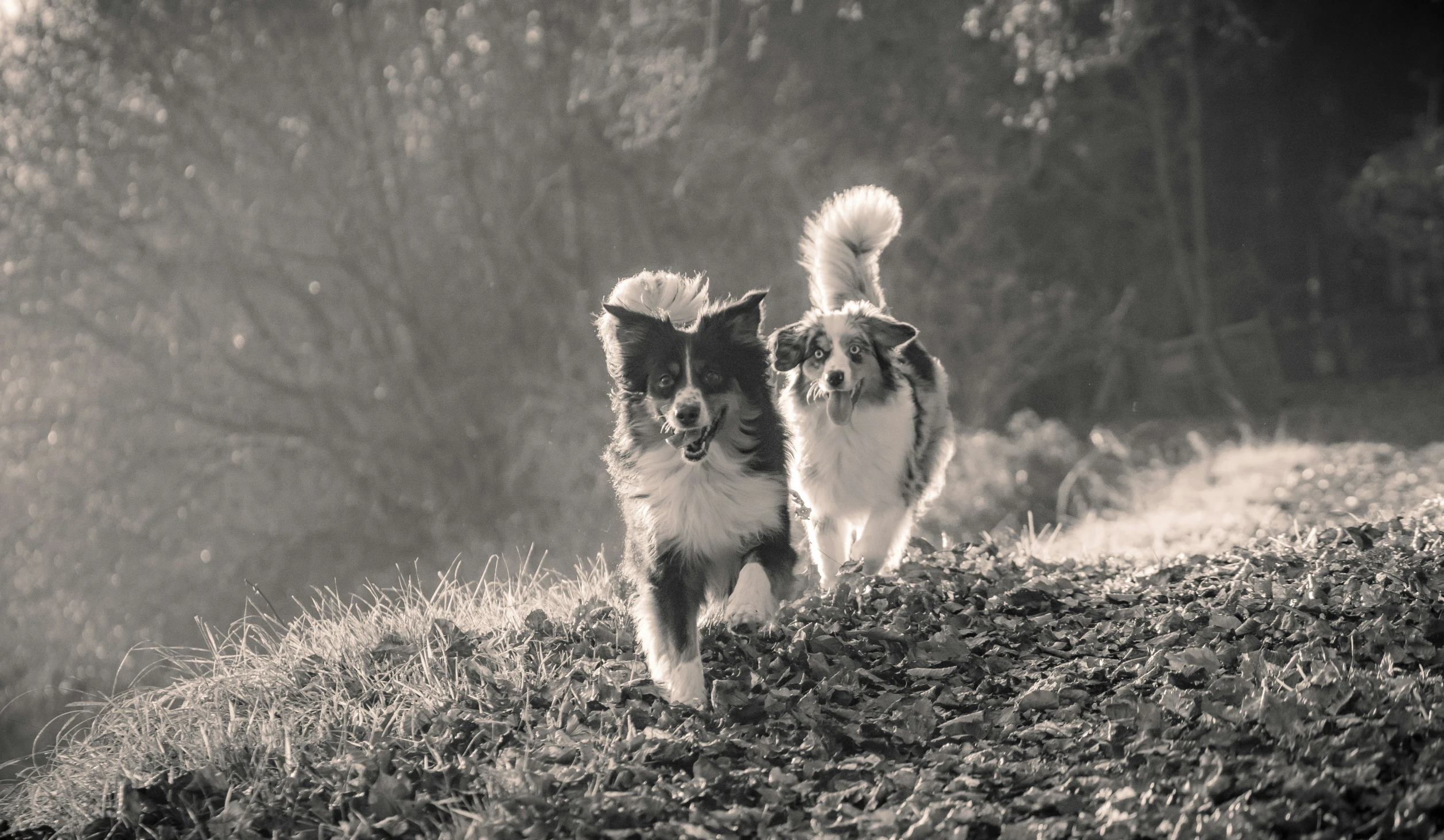 two dogs running down a grass covered hill