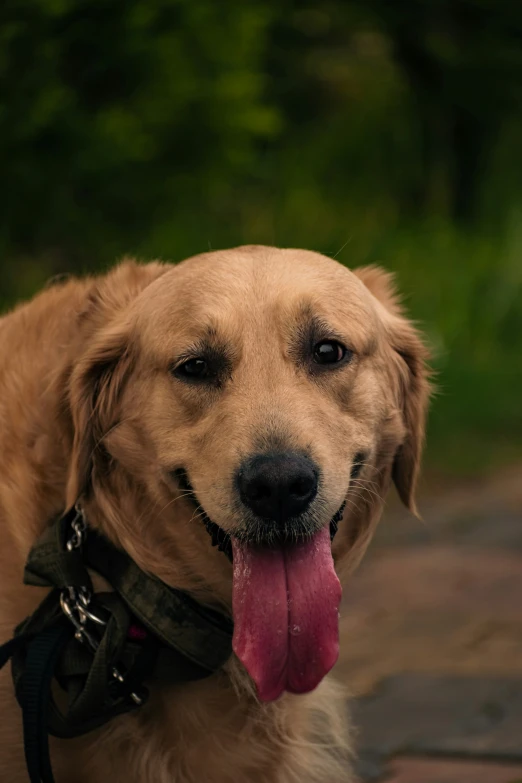 a big pretty dog with a tongue hanging out of its mouth