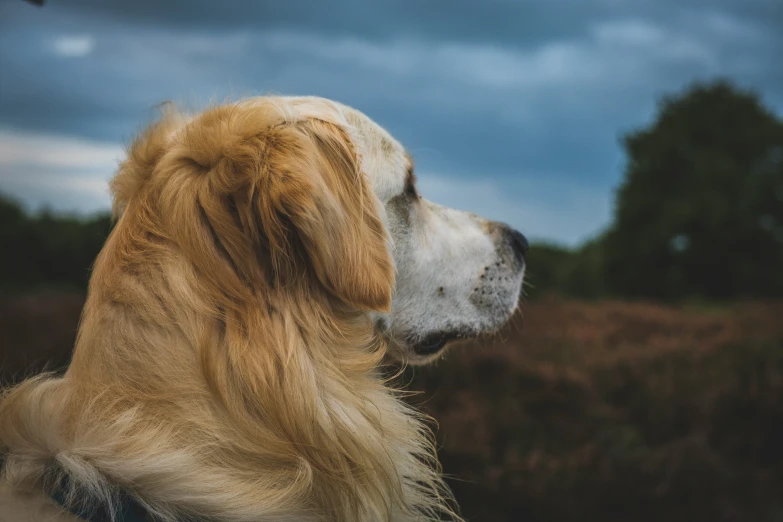 a dog stares out over a grassy field under a cloudy sky