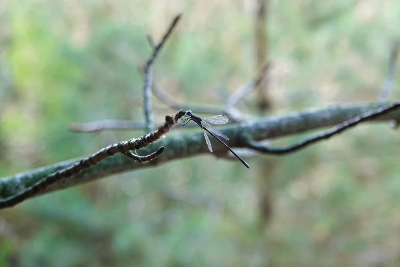 a small leaf on a thin nch on a blurred background