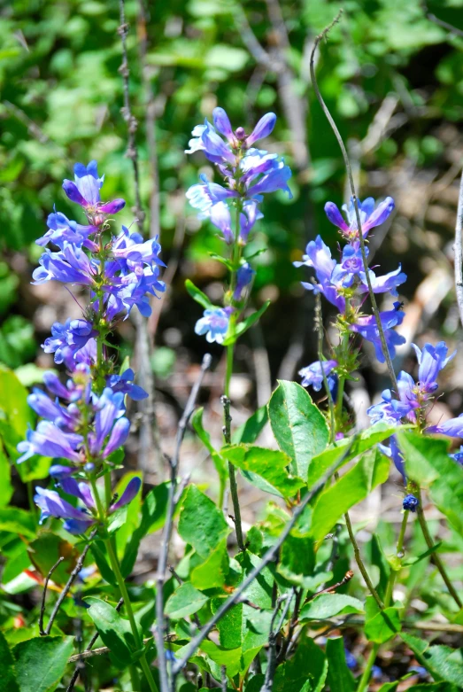 blue flowers growing near rocks and a path