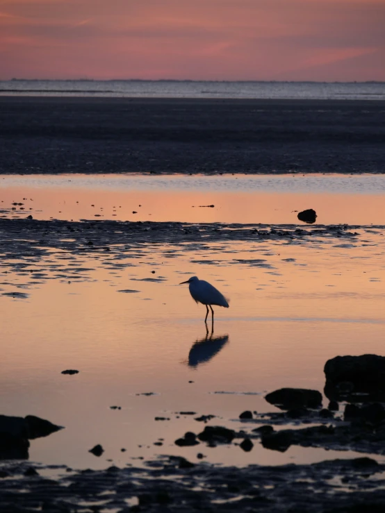 a seagull is standing on the beach during sunset