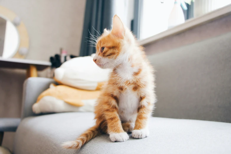 a orange and white kitten sitting on the arm of a couch