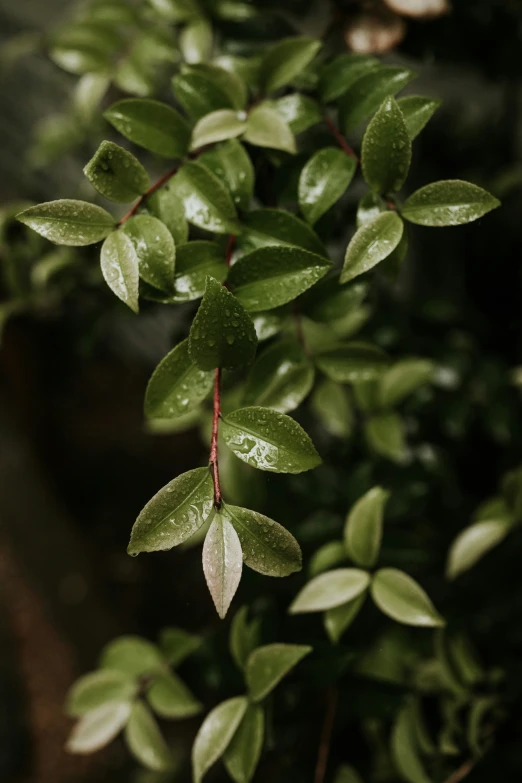 leaves on green plant with water droplets