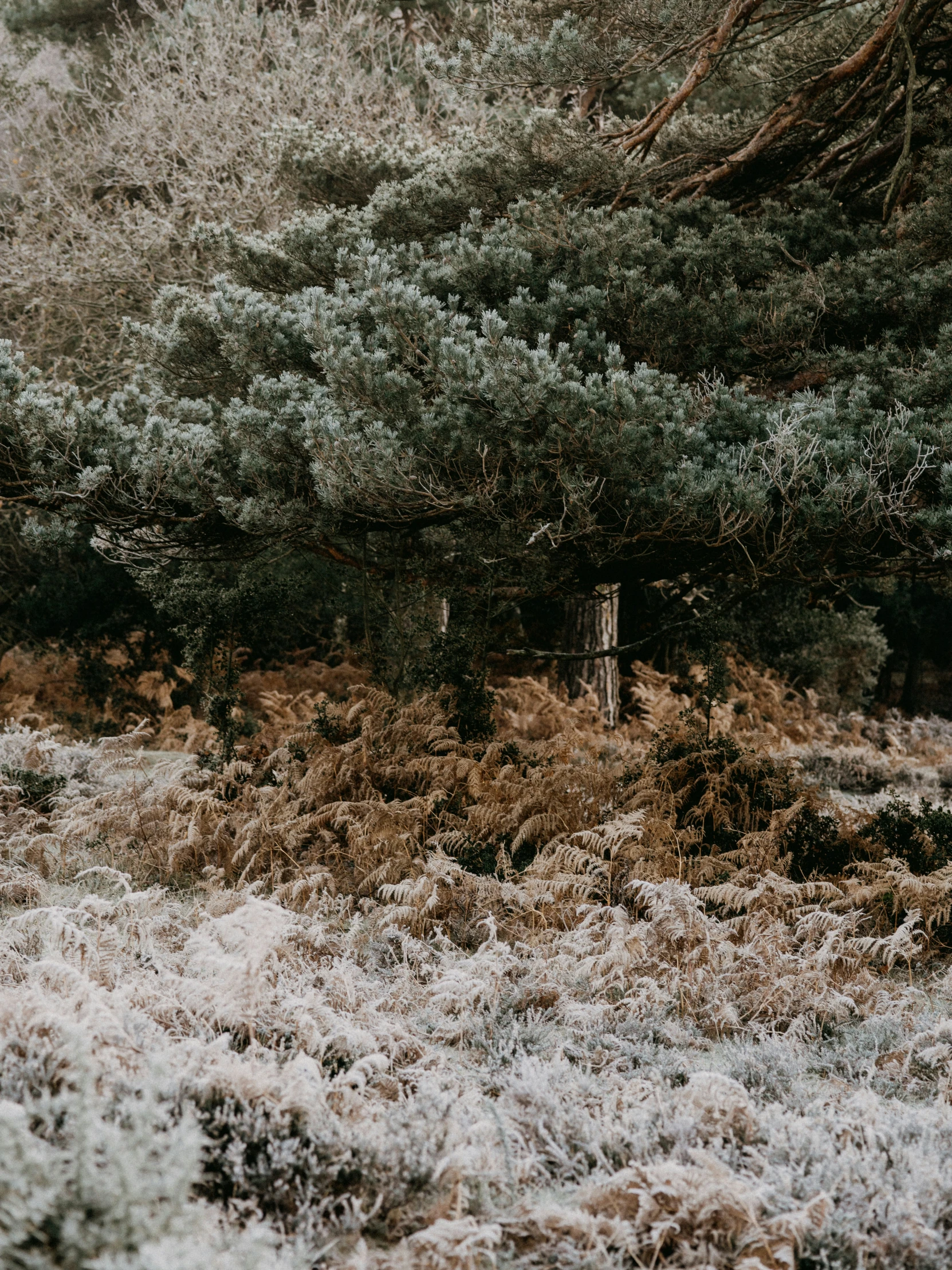 the trees are near each other on a hill side