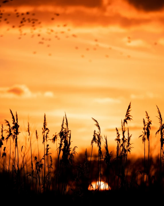 the sun is rising behind the clouds over the grass