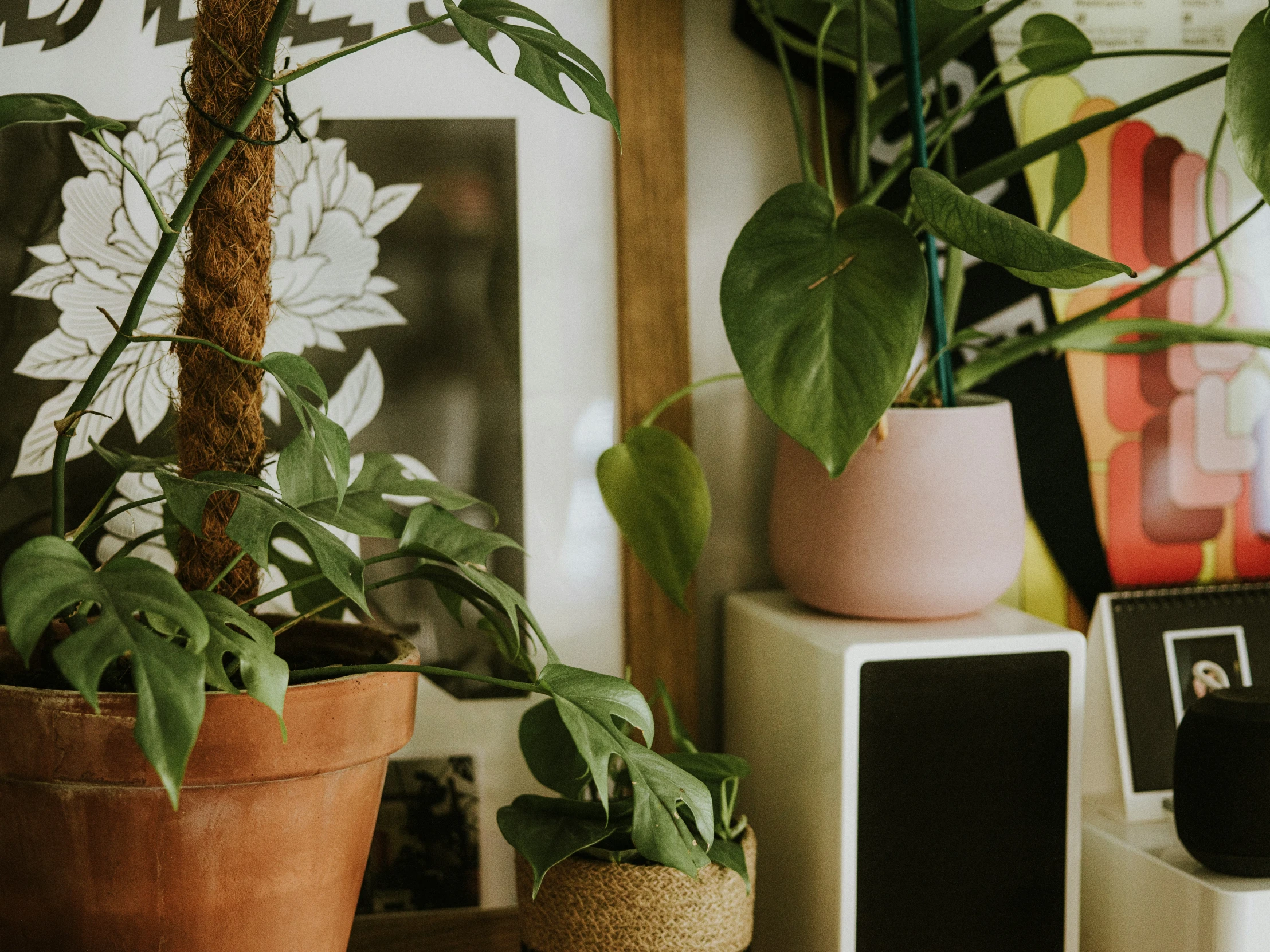 the three potted plants are on the table next to each other