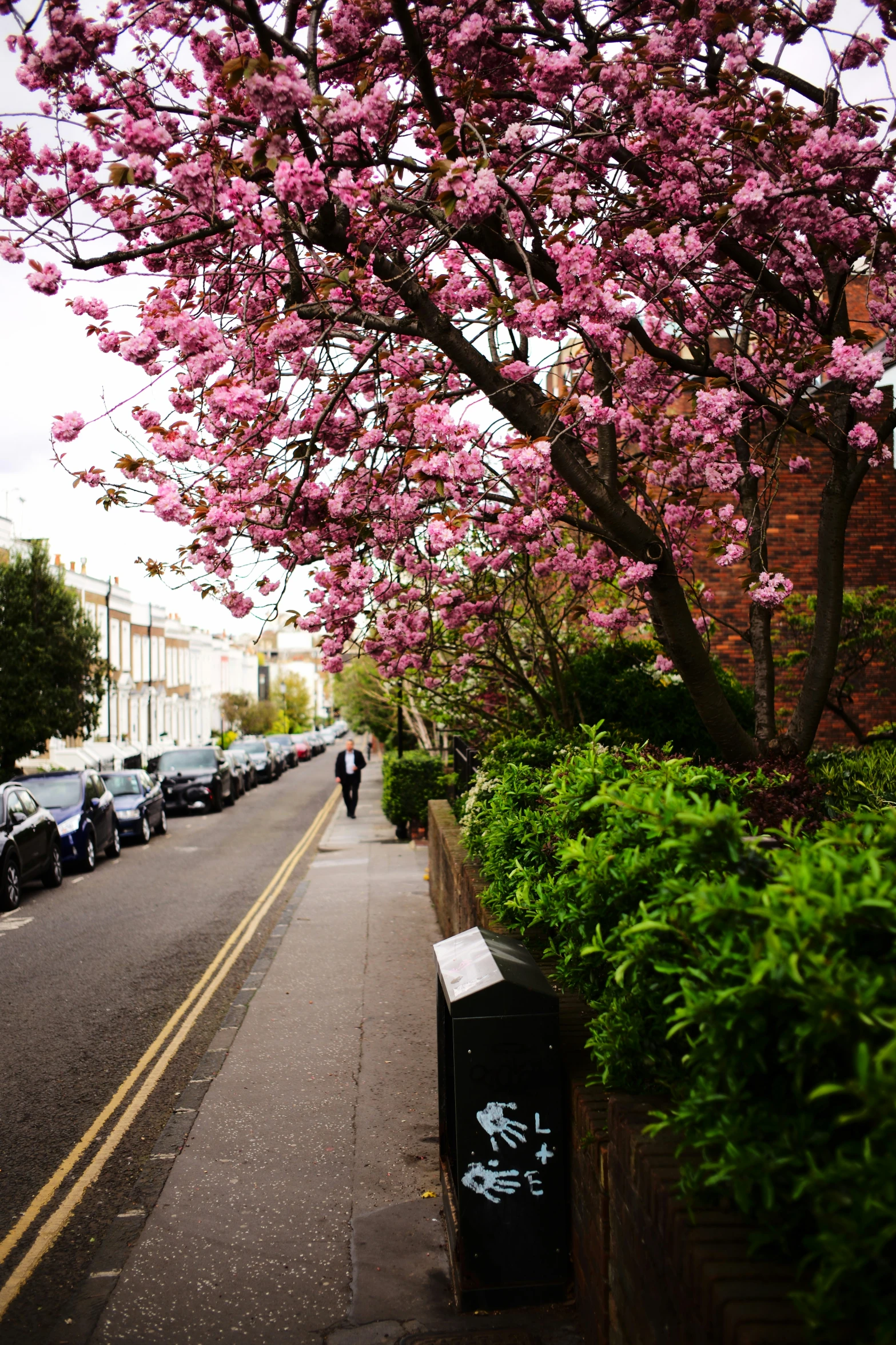 a woman walking her dog on the sidewalk in front of some pink flowers
