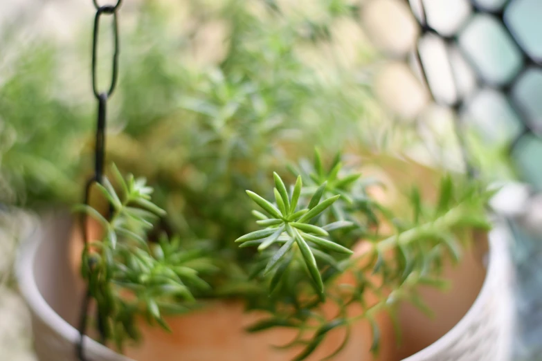 close up of potted plants with some sort of green planter