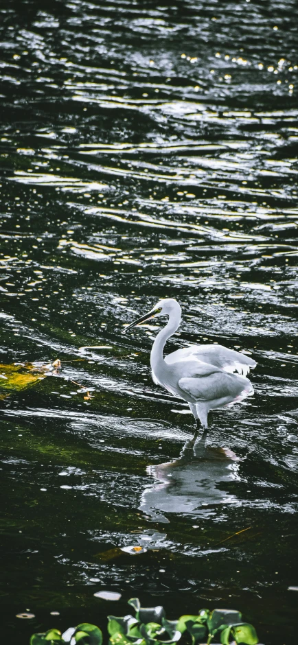 a bird is floating in a large body of water