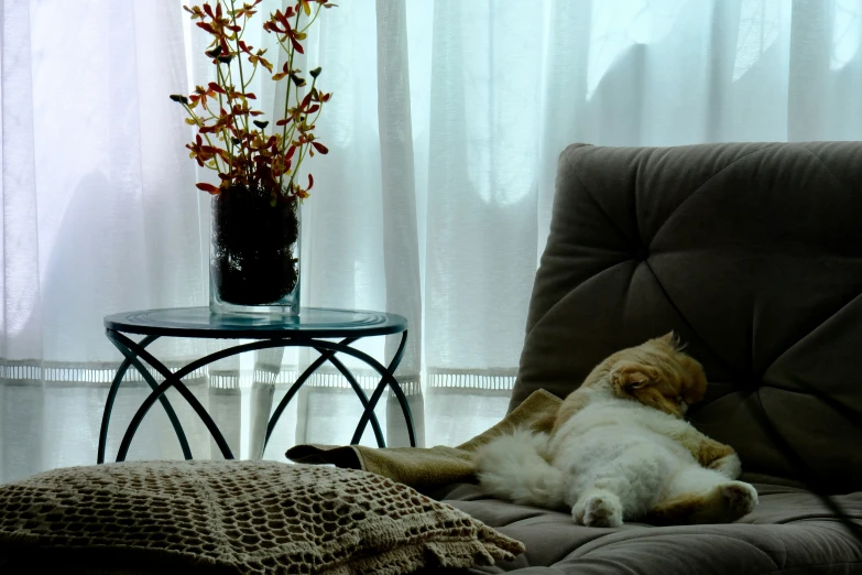 a small dog sitting on top of a brown chair