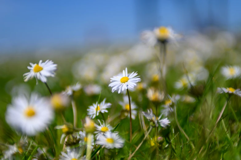 daisies grow in the green grass of a pasture