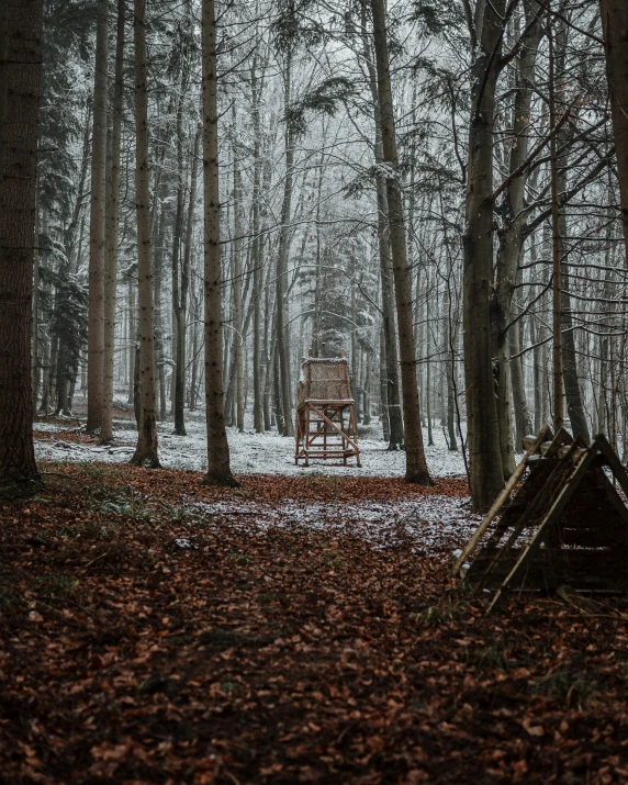 a wooden chair surrounded by trees and fallen leaves