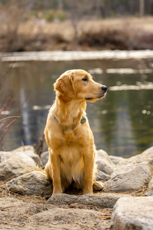 a brown dog sitting on top of a rock by water