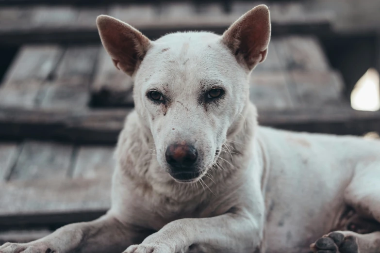 a white dog sitting in a dirt ground next to some steps