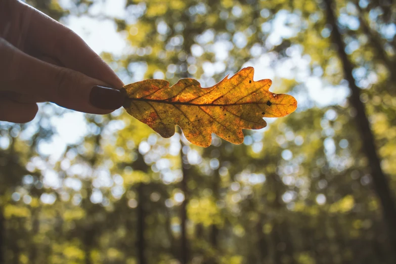 a leaf in someones hand with forest background