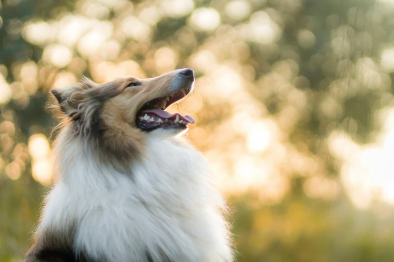 a dog with its tongue out in front of the tree