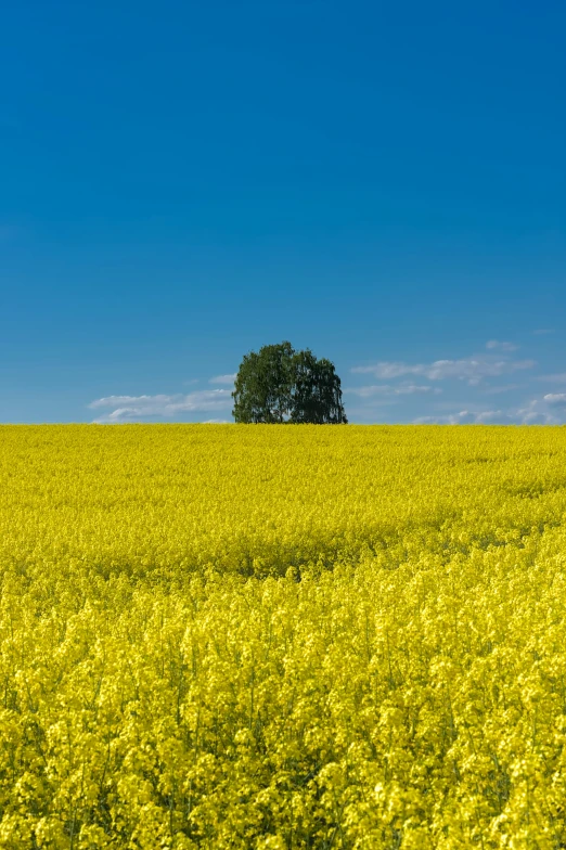 a lone tree sits on the top of the fields