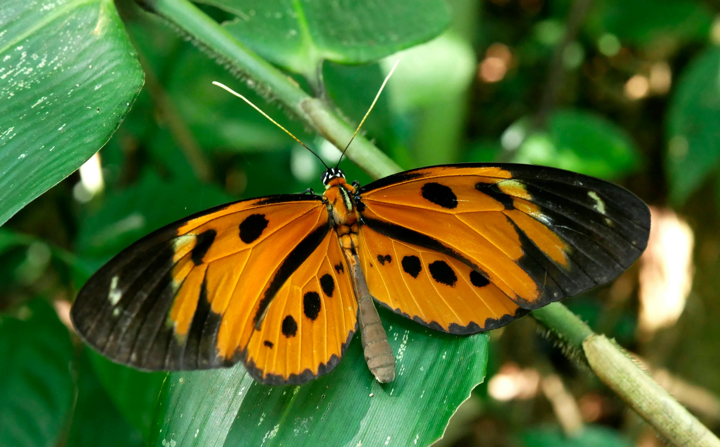 a erfly perched on top of a green leaf