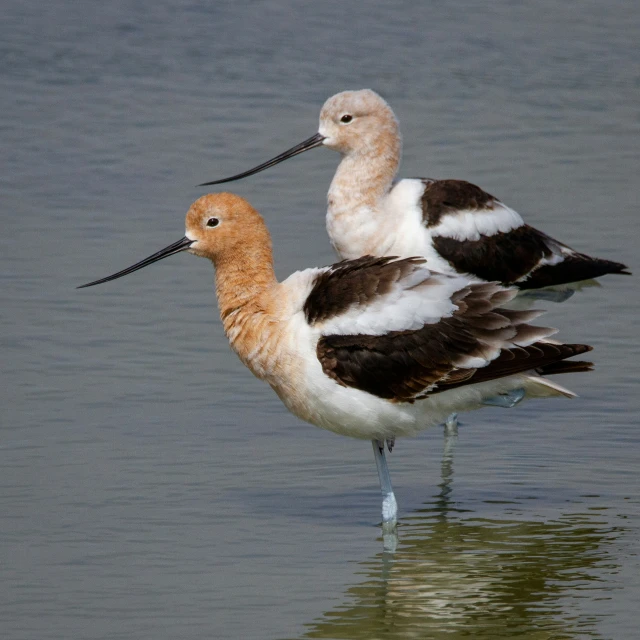 two large brown and white birds on the beach