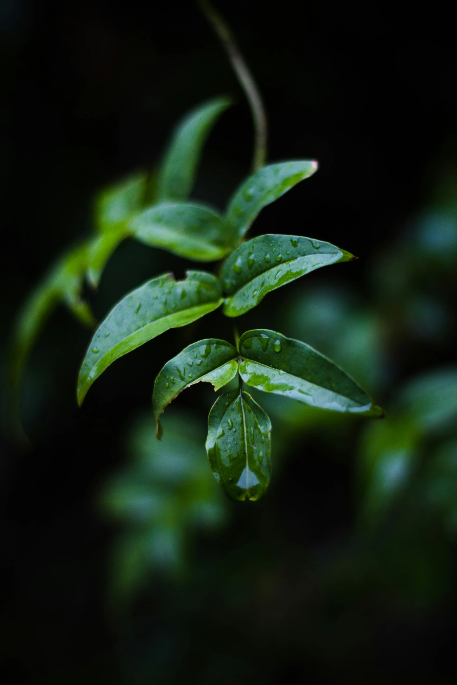 a green plant with some tiny leaves