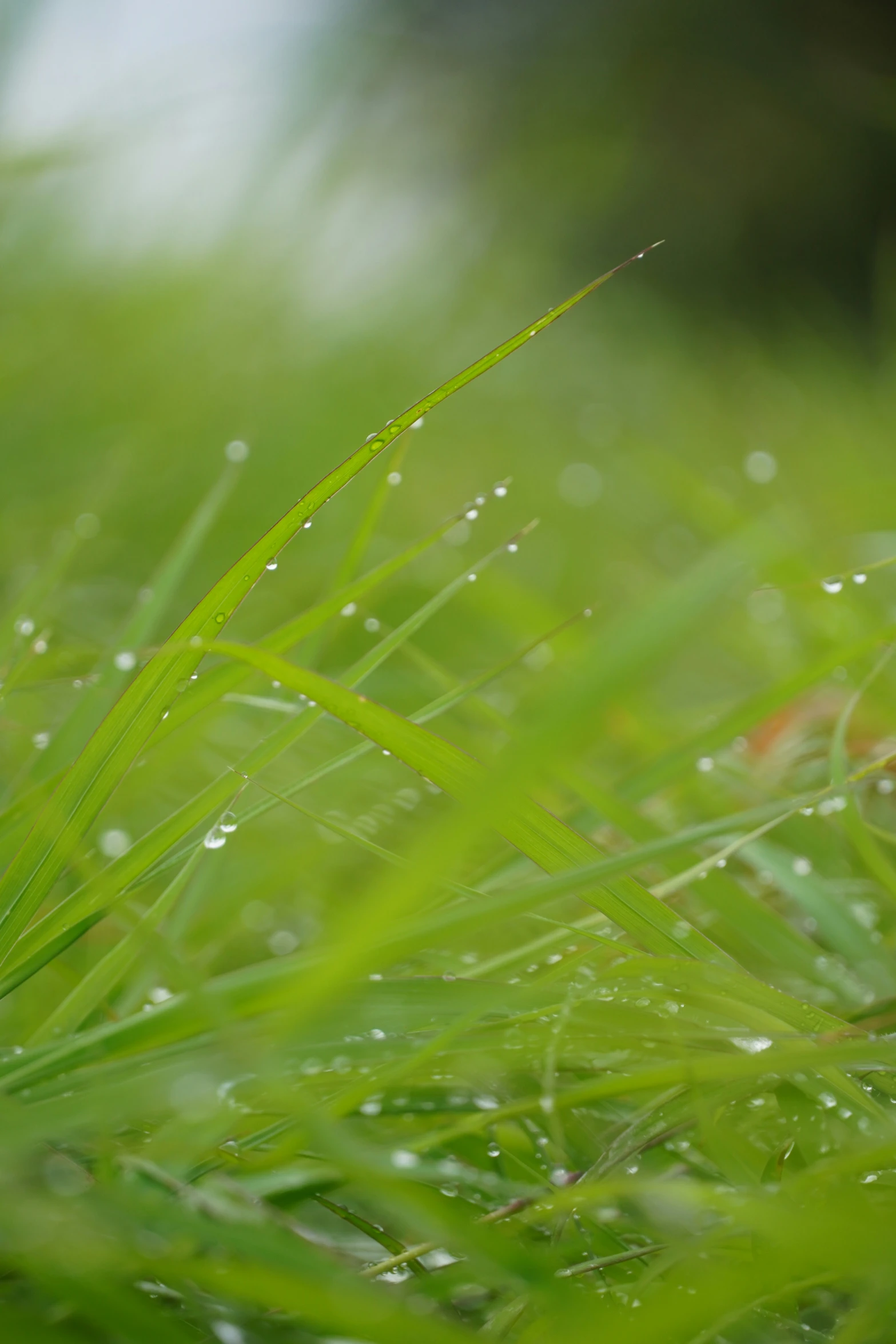 grass in the rain with water drops