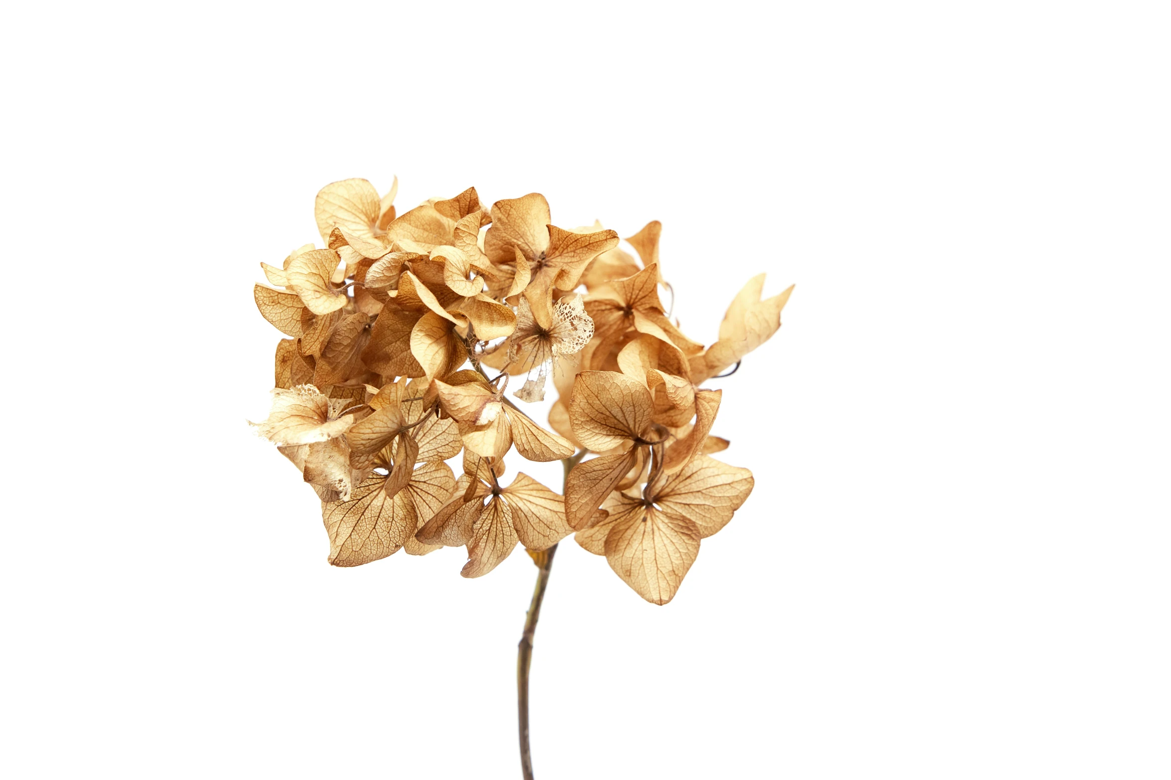 a closeup image of a flower with very small flowers