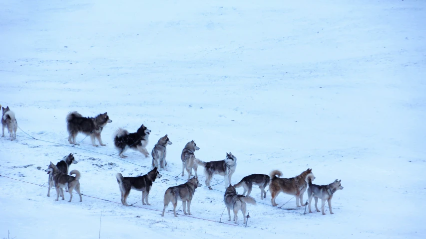 a pack of dogs in the snow together