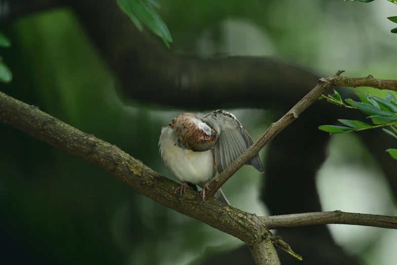 the small bird is perched on a tree limb