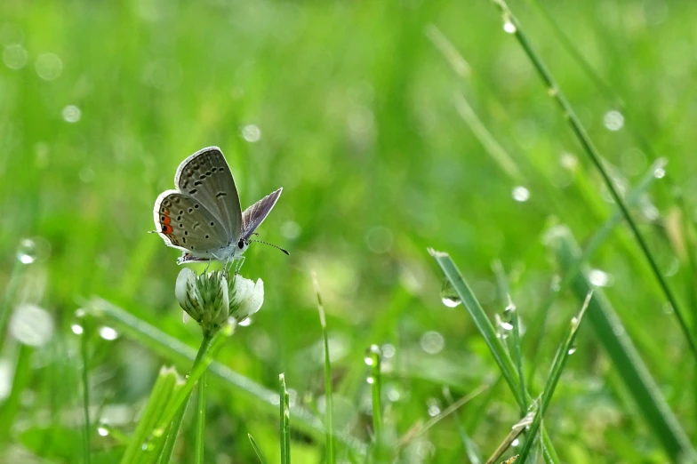 a erfly standing on a blade of grass